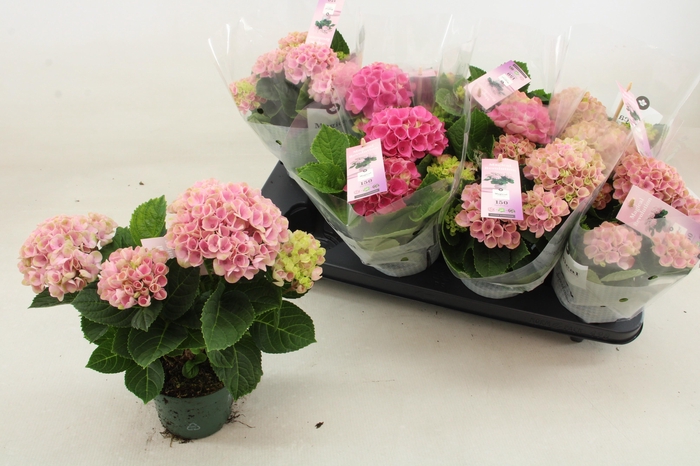 <h4>HYDR M MAG REVOLUTIO</h4>