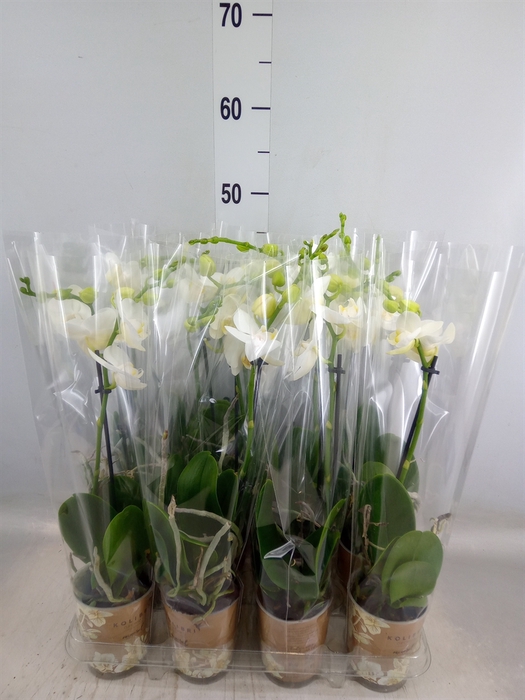 <h4>Phalaenopsis multi.   ...white</h4>