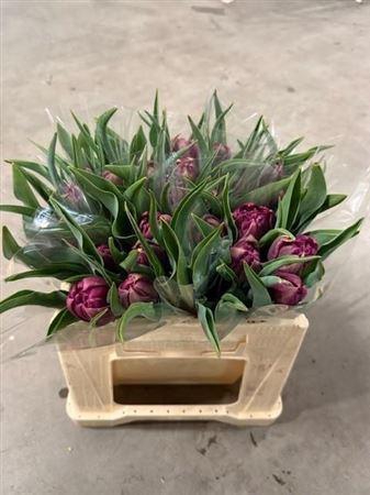 <h4>Tu Du World Bowl</h4>