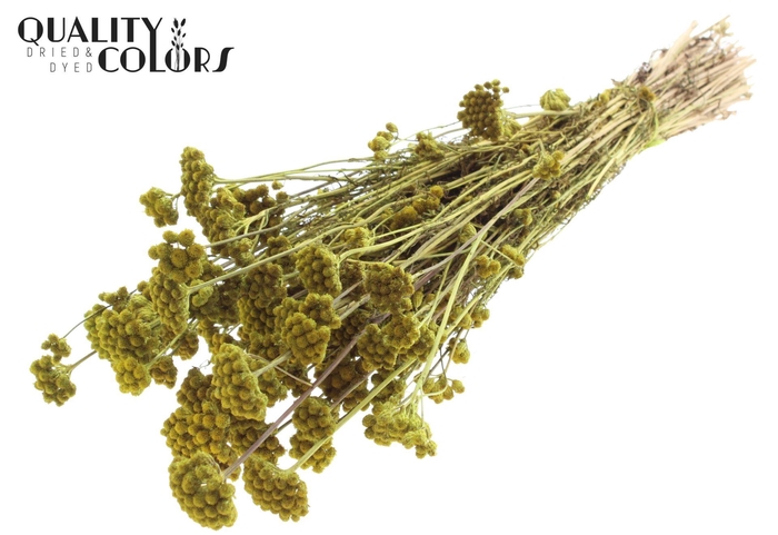 <h4>Droogbloemen   ...bewerkt H%</h4>