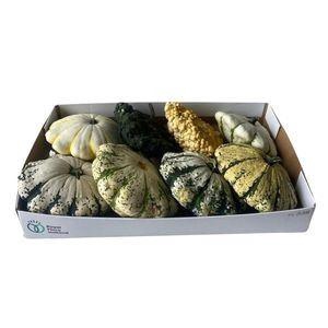 <h4>Cucurbita</h4>