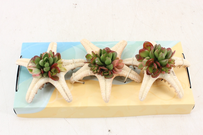 <h4>arr3 AD - Starfish M</h4>