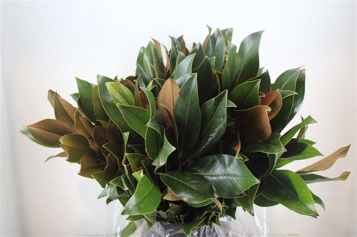 <h4>Magnolia Leaves P Bunch</h4>