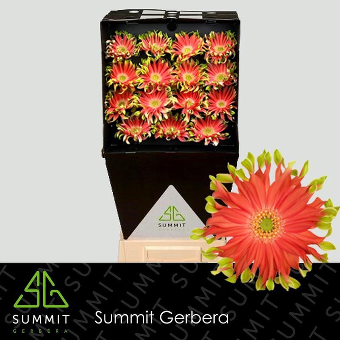 Gerbera Pastini Rivello Diamond