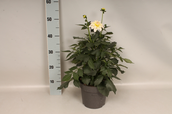 Dahlia 19 cm Bellini