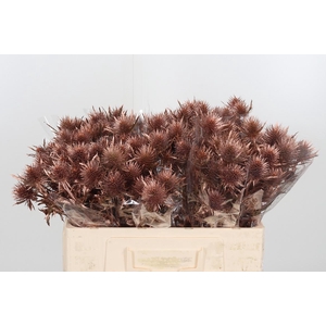 Eryngium Anita Bronze