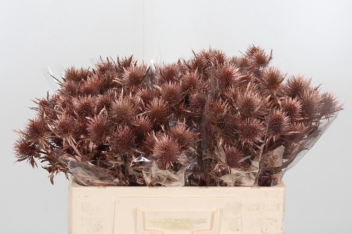 <h4>Eryngium Anita Bronze</h4>