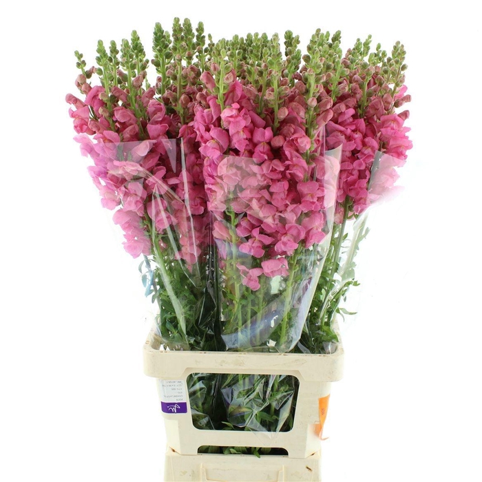 <h4>ANTIR OP PINK</h4>