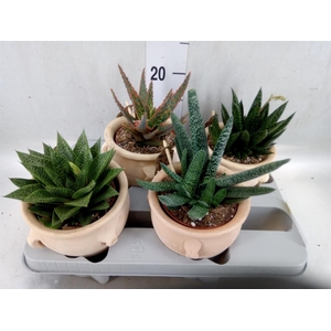 Aloe   ...mix