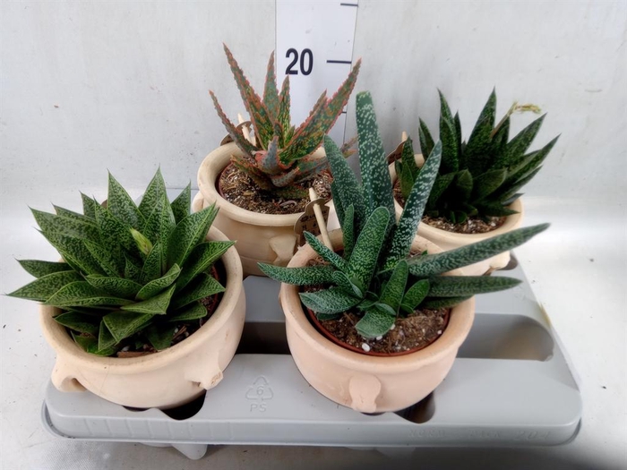 <h4>Aloe   ...mix</h4>