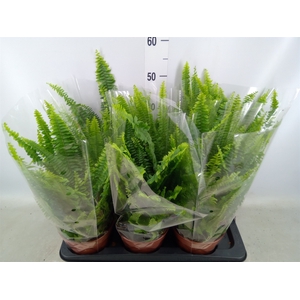 Nephrolepis exal. 'Green Lady'