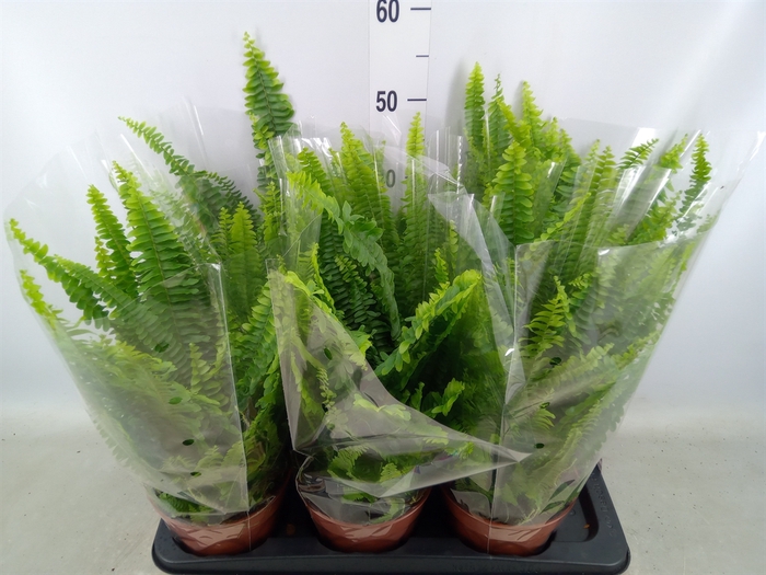 <h4>Nephrolepis exal. 'Green Lady'</h4>