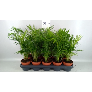 Chamaedorea elegans