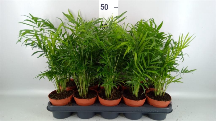 <h4>Chamaedorea elegans</h4>