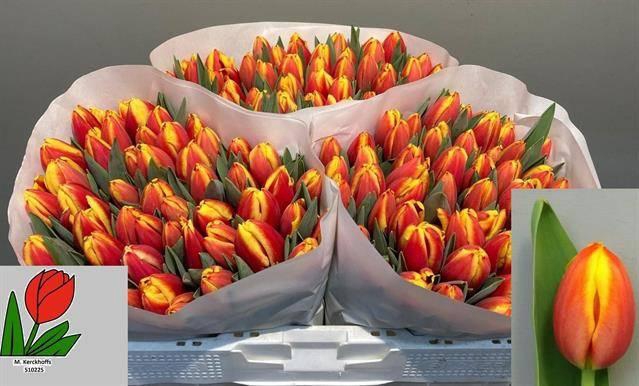 <h4>TU EN DOW JONES</h4>