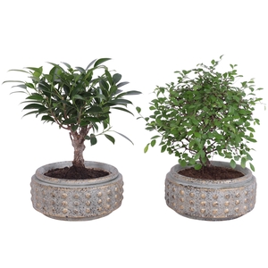 Bonsai Indoor Mix Ø14cm Ball Shape in Ø18cm Luxury Bowl