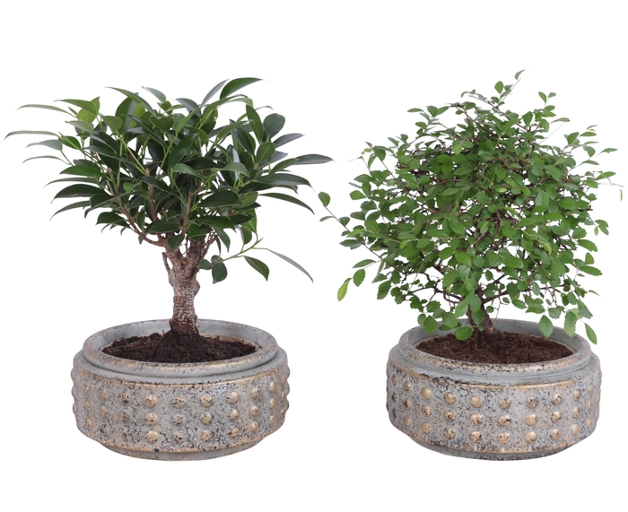 <h4>Bonsai Indoor Mix Ø14cm Ball Shape in Ø18cm Luxury Bowl</h4>