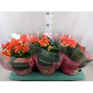 Begonia elat. DU 'Reina'