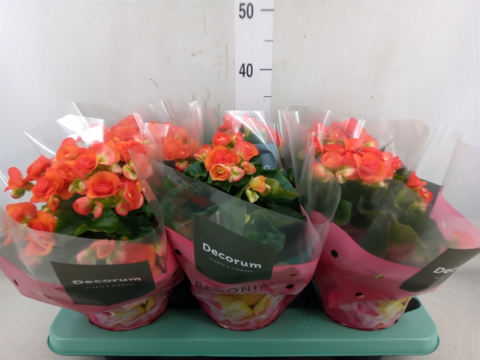 <h4>Begonia elat. DU 'Reina'</h4>