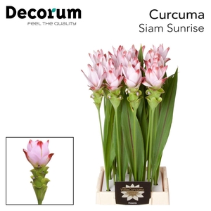 Curcuma Al Siam Sunrise