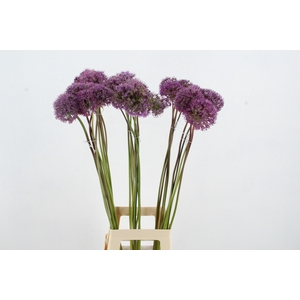 ALLIUM GLADIATOR