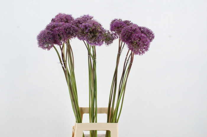 <h4>ALLIUM GLADIATOR</h4>