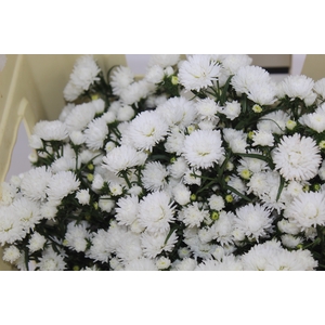 ASTER MARIANA 040 CM