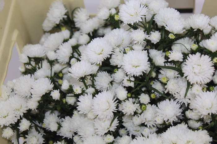 <h4>ASTER MARIANA 040 CM</h4>