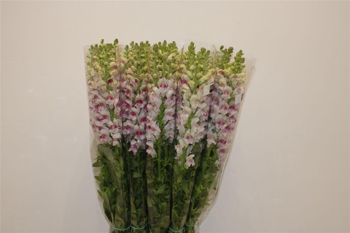 <h4>Antir Overig Bicolor</h4>