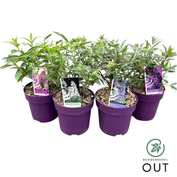 <h4>Buddleja dav. Free Petite mix P19</h4>