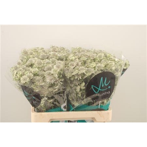 Astrantia Billion Star Xl