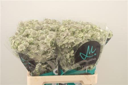 <h4>Astrantia Billion Star Xl</h4>