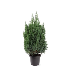 Juniperus chinensis 'Stricta' (zonder etiket)
