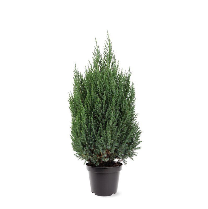 <h4>Juniperus chinensis 'Stricta' (zonder etiket)</h4>