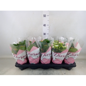 Kalanchoe blos.   ..mix 6