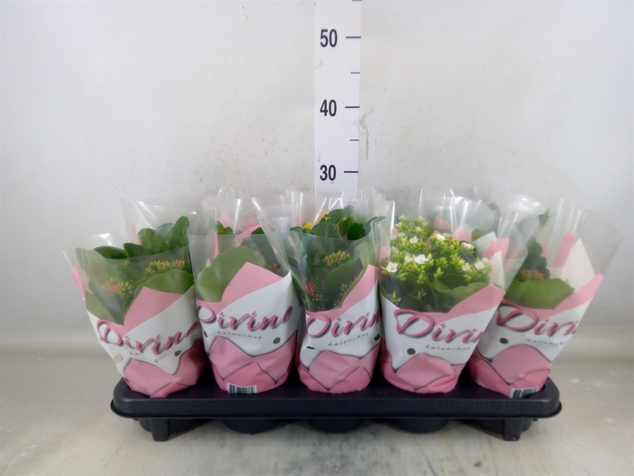 <h4>Kalanchoe blos.   ..mix 6</h4>