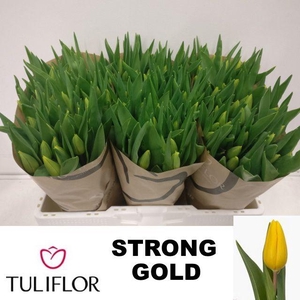 TU EN STRONG GOLD