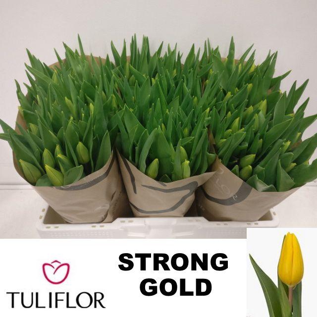 <h4>TU EN STRONG GOLD</h4>