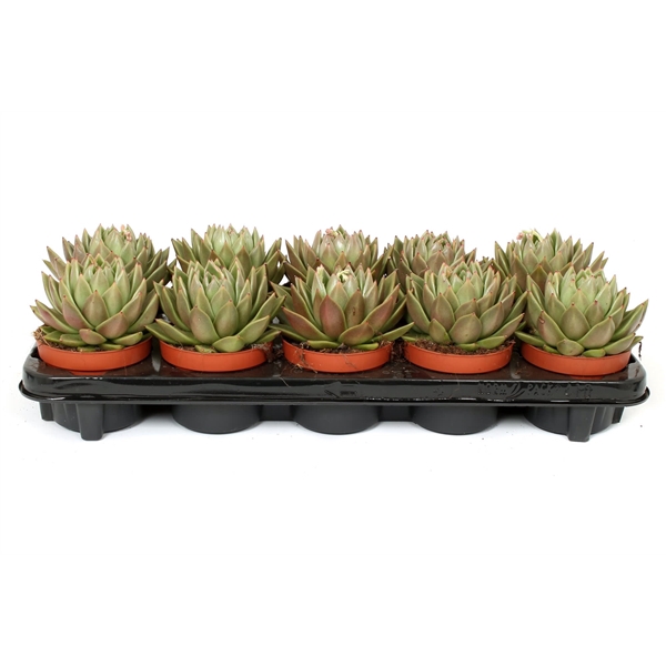 <h4>Echeveria agavoides 10,5 cm</h4>