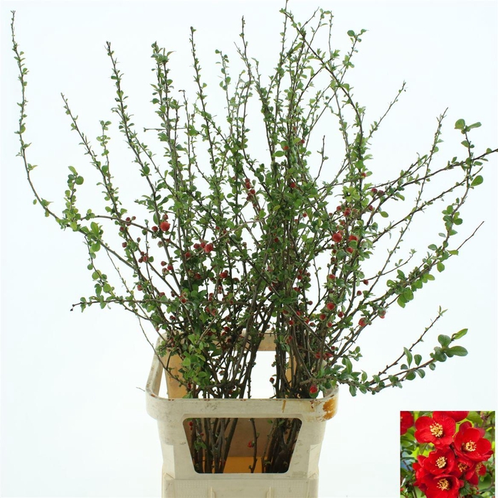 <h4>Chaenomeles Du Red</h4>