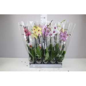 Phal Gemengd 2 Tak 18+