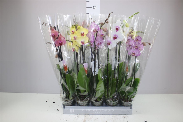 <h4>Phal Gemengd 2 Tak 18+</h4>