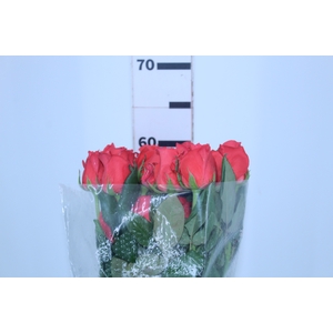 ROSA ROCKSTAR 060 CM ESTUFA