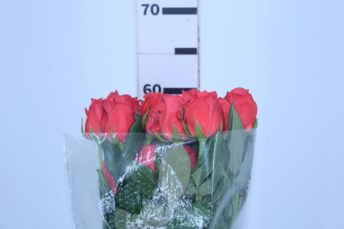 ROSA ROCKSTAR 060 CM ESTUFA