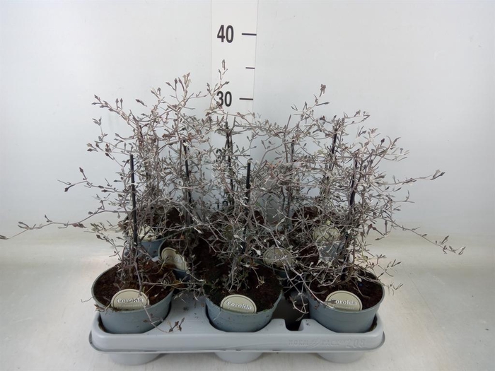 <h4>Corokia cotoneaster</h4>