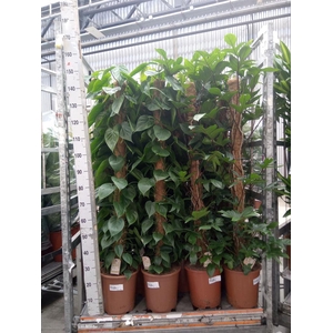 Philodendron scand.