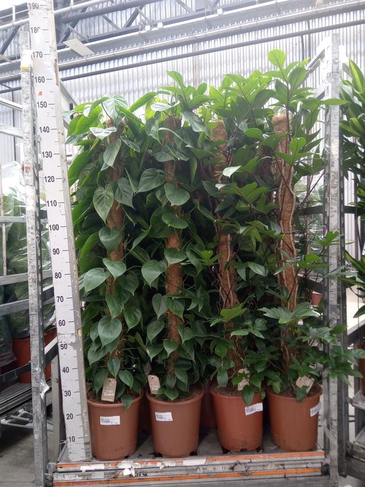<h4>Philodendron scand.</h4>