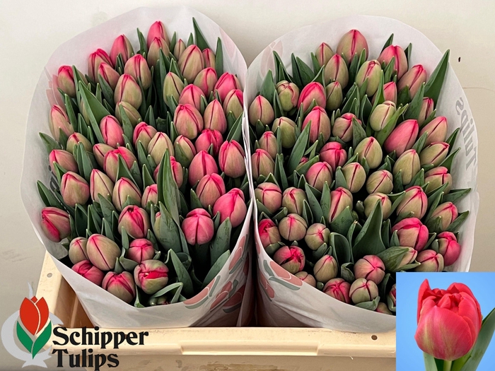 <h4>TU DU BELGRAVIA</h4>