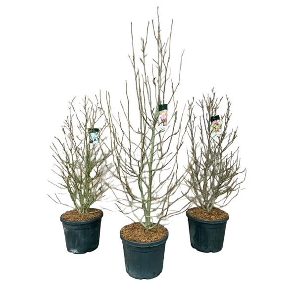 <h4>Magnolia Gemengd</h4>