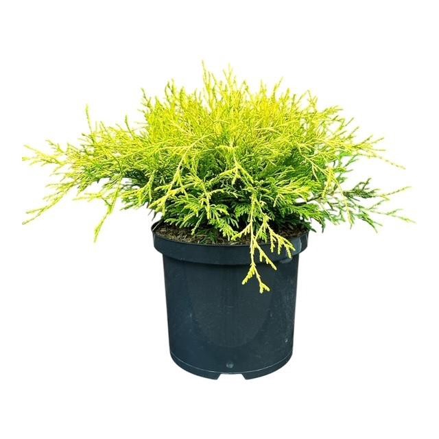 <h4>Chamaecyparis p. 'Filifera Aurea'</h4>